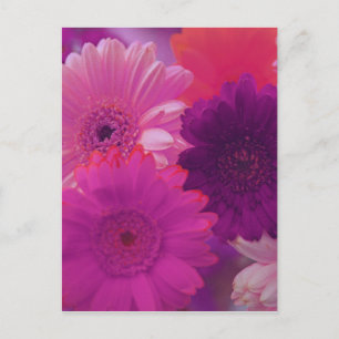 Roze Gerbera Daisy Flower Photo Art Briefkaart