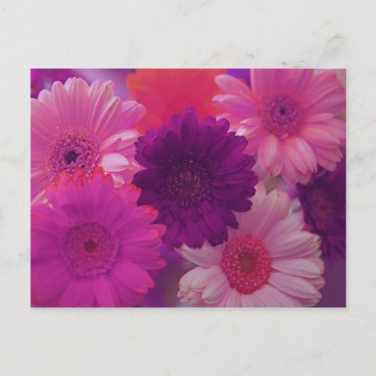 Roze Gerbera Daisy Flower Photo Art Briefkaarten (Voorkant)