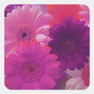 Roze Gerbera Daisy Flowers Art Sticker Decals