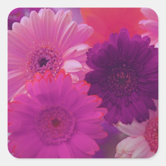 Roze Gerbera Daisy Flowers Art Sticker Decals (Voorkant)