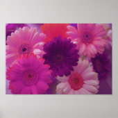 Roze Gerbera Daisy Flowers Wall Art Poster (Voorkant)