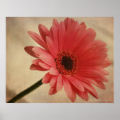 Roze Gerbera Daisy - Fotografische afdruk Poster (Voorkant)