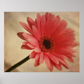 Roze Gerbera Daisy - Fotografische afdruk Poster