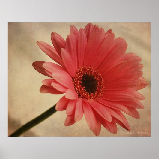 Roze Gerbera Daisy - Fotografische afdruk Poster (Voorkant)