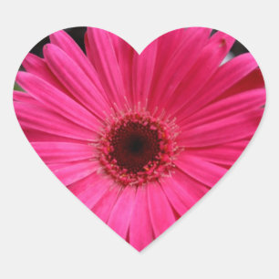 Roze Gerbera Daisy Hart Sticker