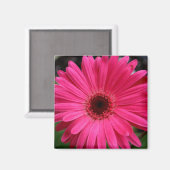 Roze Gerbera Daisy Magnet (Voorkant / Achterkant)