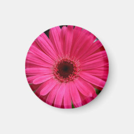 Roze Gerbera Daisy Magnet
