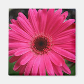 Roze Gerbera Daisy Magnet (Voorkant)