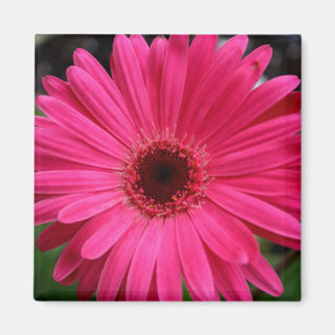 Roze Gerbera Daisy Magnet