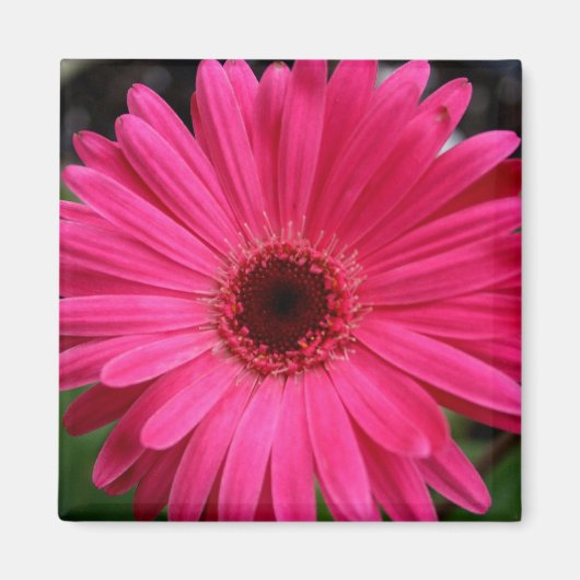 Roze Gerbera Daisy Magnet (Voorkant)