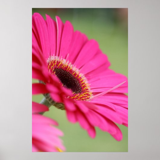 Roze Gerbera Daisy Poster Print (Voorkant)