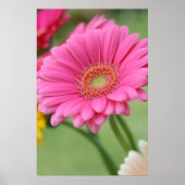 Roze Gerbera Daisy Poster Print (Voorkant)