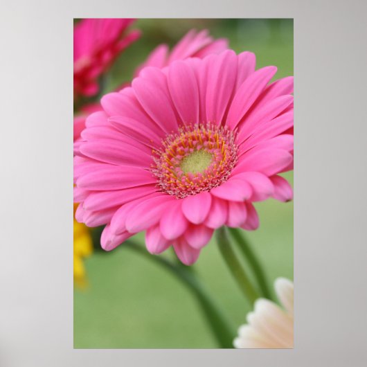 Roze Gerbera Daisy Poster Print (Voorkant)