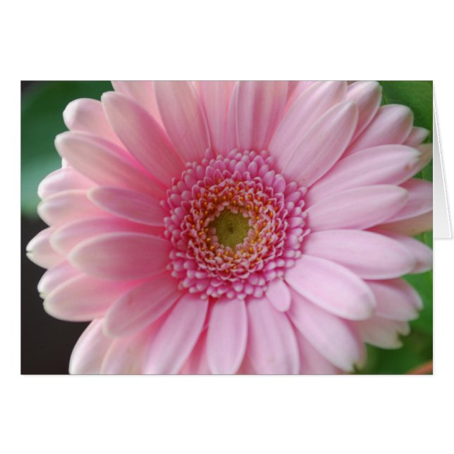 Roze Gerbera-kaart (Voorkant Horizontaal)