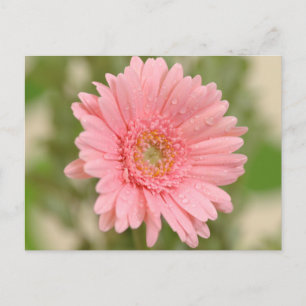 Roze Gerbera Tulp Bloem - Hallo, Liefde, Dank Je Briefkaart