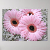 Roze Gerberas Print (Voorkant)