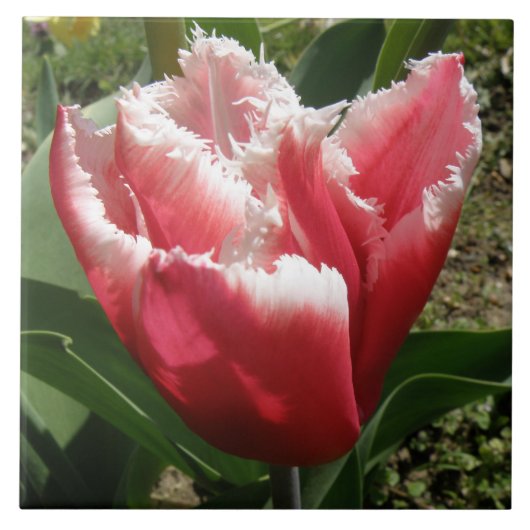 Roze geringde tulp Tegel Tegeltje (Voorkant)
