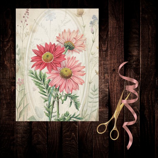 Roze geschilderde madelief Pyrethrum botanische bl Tissuepapier