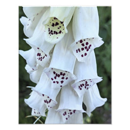 Roze gespikkelde witte vingerhoedskruid bloem foto afdruk