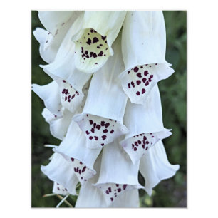 Roze gespikkelde witte vingerhoedskruid bloem foto afdruk