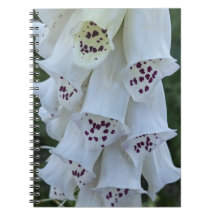 Roze gespikkelde witte vingerhoedskruid bloem