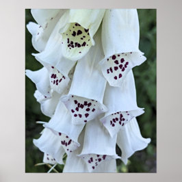 Roze gespikkelde witte vingerhoedskruid bloem poster