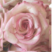 Roze Getipte Witte Roos Aangepaste Vinyl Sticker (Voorkant)
