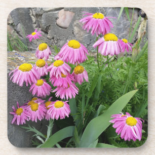 Roze geverfde daisy Flowers Natuur fotografie Bier Onderzetter