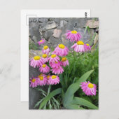 Roze geverfde daisy Flowers Natuur fotografie Briefkaart (Voorkant / Achterkant)