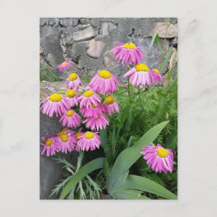 Roze geverfde daisy Flowers Natuur fotografie Briefkaart