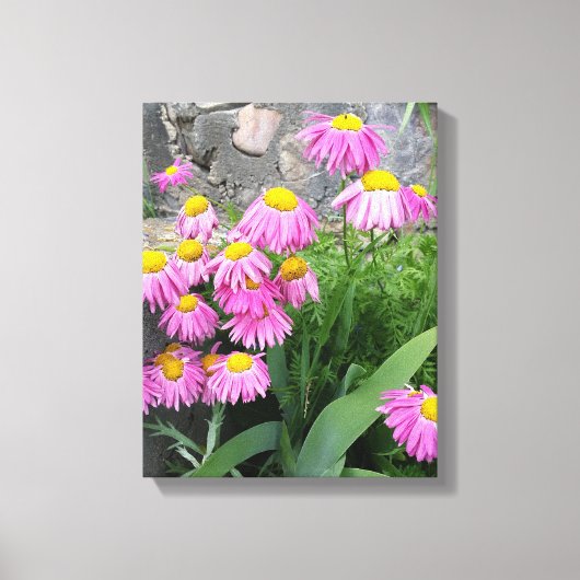 Roze geverfde daisy Flowers Natuur fotografie Canvas Afdruk (Voorkant)