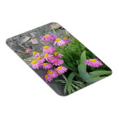 Roze geverfde daisy Flowers Natuur fotografie Magneet (Rechterzijde)