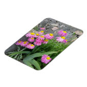 Roze geverfde daisy Flowers Natuur fotografie Magneet (Linkerzijde)