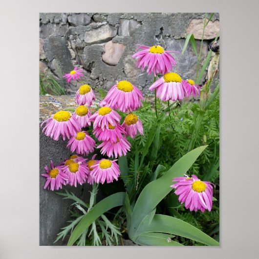 Roze geverfde daisy Flowers Natuur fotografie Poster (Voorkant)