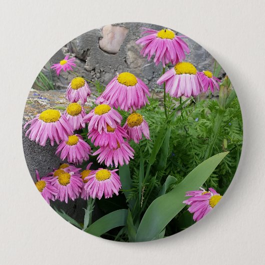 Roze geverfde daisy Flowers Natuur fotografie Ronde Button 4,0 Cm (Voorkant)
