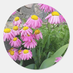 Roze geverfde daisy Flowers Natuur fotografie Ronde Sticker