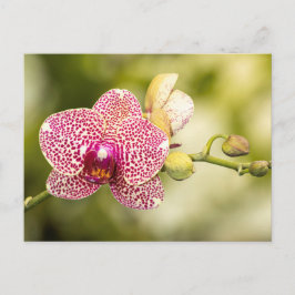 Roze gevlekte orchidee briefkaart