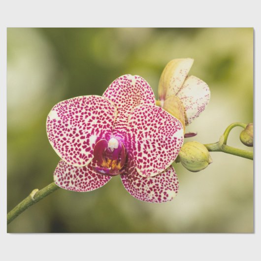 Roze gevlekte orchidee cadeaupapier (Vlak)