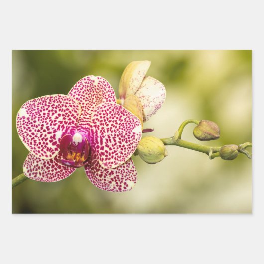 Roze gevlekte orchidee inpakpapier vel (Voorkant)