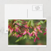 Roze gevlekte Sycamore Seeds - Acer pseudoplatanus Briefkaart (Voorkant / Achterkant)