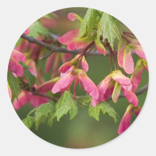 Roze gevlekte Sycamore Seeds - Acer pseudoplatanus Ronde Sticker