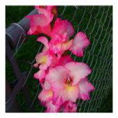 Roze Gladiola flower Perfect Poster (Voorkant)