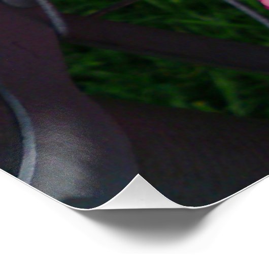 Roze Gladiola flower Perfect Poster (Hoek)