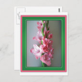 Roze Gladiolus Briefkaart (Voorkant / Achterkant)