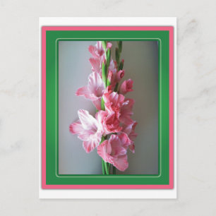 Roze Gladiolus Briefkaart