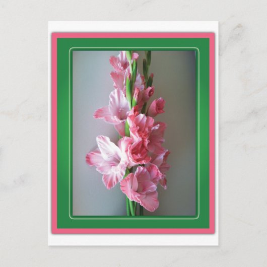 Roze Gladiolus Briefkaart (Voorkant)