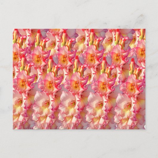 Roze Gladiolus Briefkaart (Voorkant)