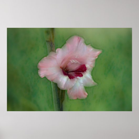  roze Gladiolus Flower Art Poster (Voorkant)