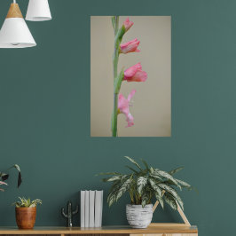 Roze Gladiolus Glad Bloem Profiel Kunst Poster