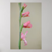 Roze Gladiolus Glad Bloem Profiel Kunst Poster (Voorkant)